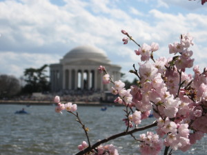 Jefferson and cherry blossoms