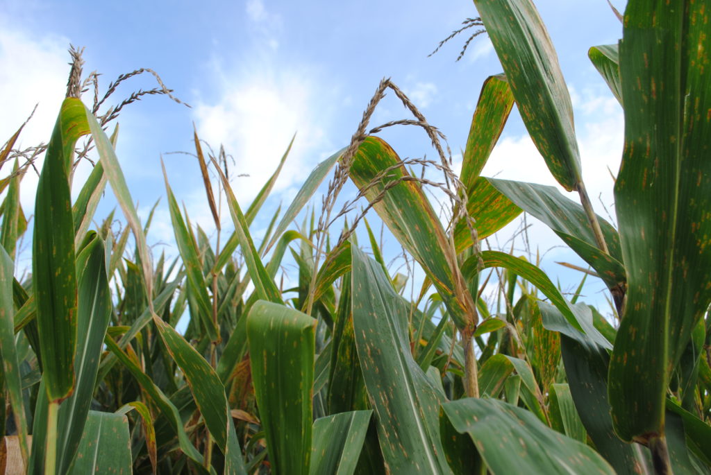 Corn Tassels 