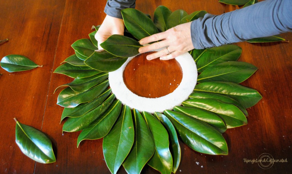 Excellent DIY Magnolia wreath tutorial. Make this wreath for under five dollars using magnolia leaves, hot glue and a Styrofoam ring! Perfect DIY project for a beginner!