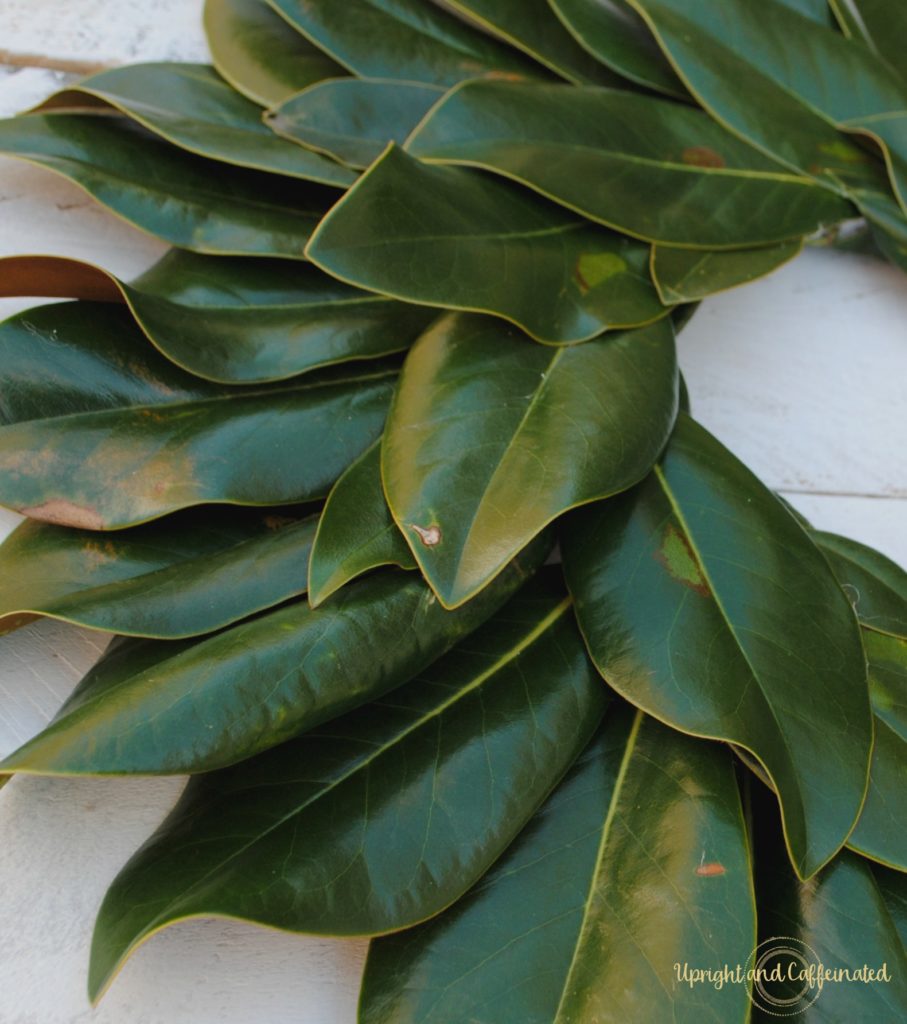 Excellent DIY Magnolia wreath tutorial. Make this wreath for under five dollars using magnolia leaves, hot glue and a Styrofoam ring! Perfect DIY project for a beginner!