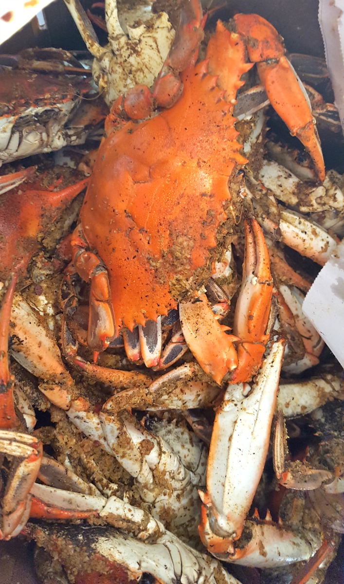 Maryland steamed crabs are the best to use in this Maryland crab cake recipe. 